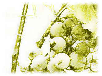 ilustracin de uvas